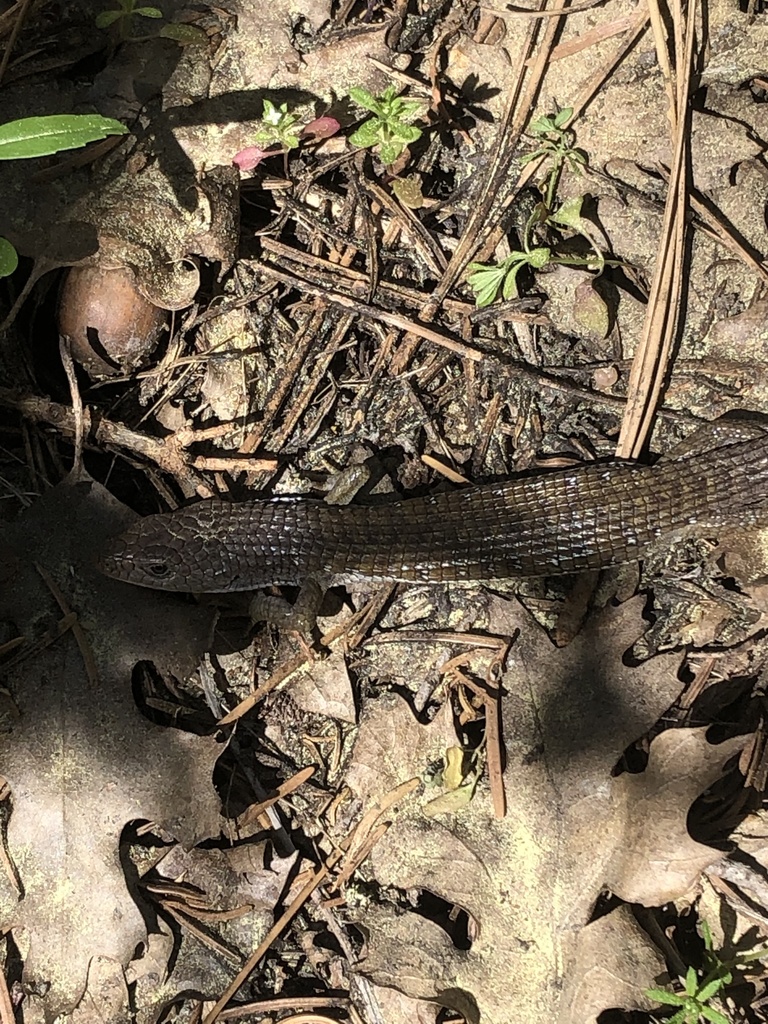 Northern Alligator Lizard from Sequoia National Forest, Caliente, CA ...