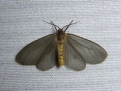 Pagara simplex