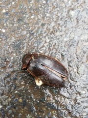 Dytiscus marginalis