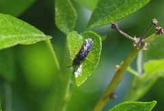 Monophadnus spinolae