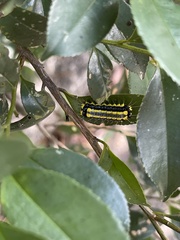 Pidorus
