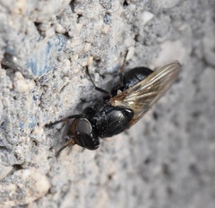 Tetanops myopaeformis