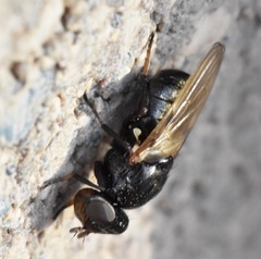 Tetanops myopaeformis