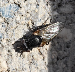 Tetanops myopaeformis