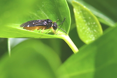 Monophadnus spinolae