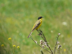 Motacilla flava feldegg