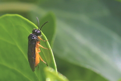 Monophadnus spinolae