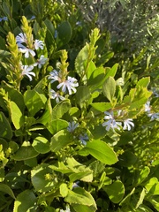 Scaevola crassifolia