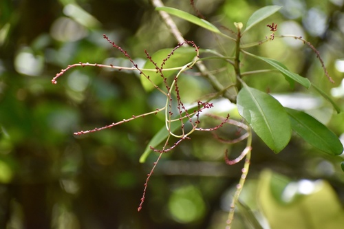 Charpentiera obovata observed 2021-05-18
