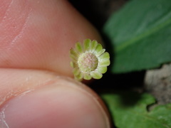 Solenogyne dominii