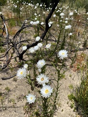 Xerochrysum macranthum