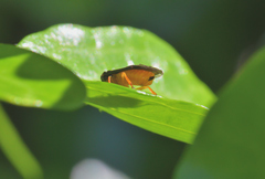 Monophadnus spinolae