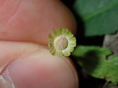 Solenogyne dominii