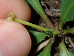 Solenogyne dominii