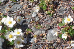 Helophilus lapponicus