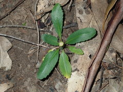 Solenogyne dominii