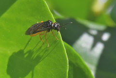 Monophadnus spinolae