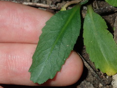 Solenogyne dominii