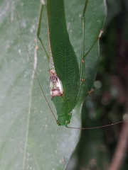 Leucopodoptera eumundii
