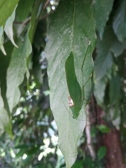 Leucopodoptera eumundii