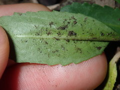 Solenogyne dominii