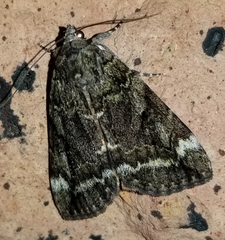 Catocala micronympha