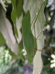 Leucopodoptera eumundii