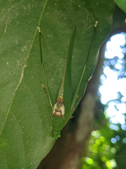 Leucopodoptera eumundii