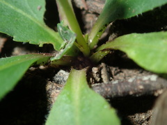 Solenogyne dominii