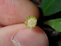 Solenogyne dominii