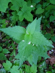 Lamium album