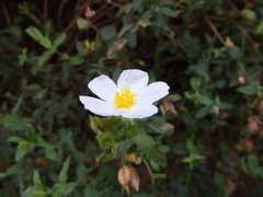 Cistus psilosepalus
