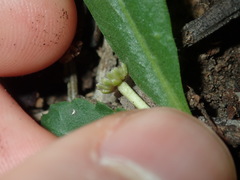 Solenogyne dominii