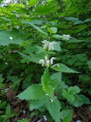 Lamium album