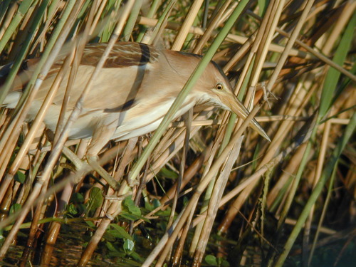 Tarabusino (Botaurus minutus)
