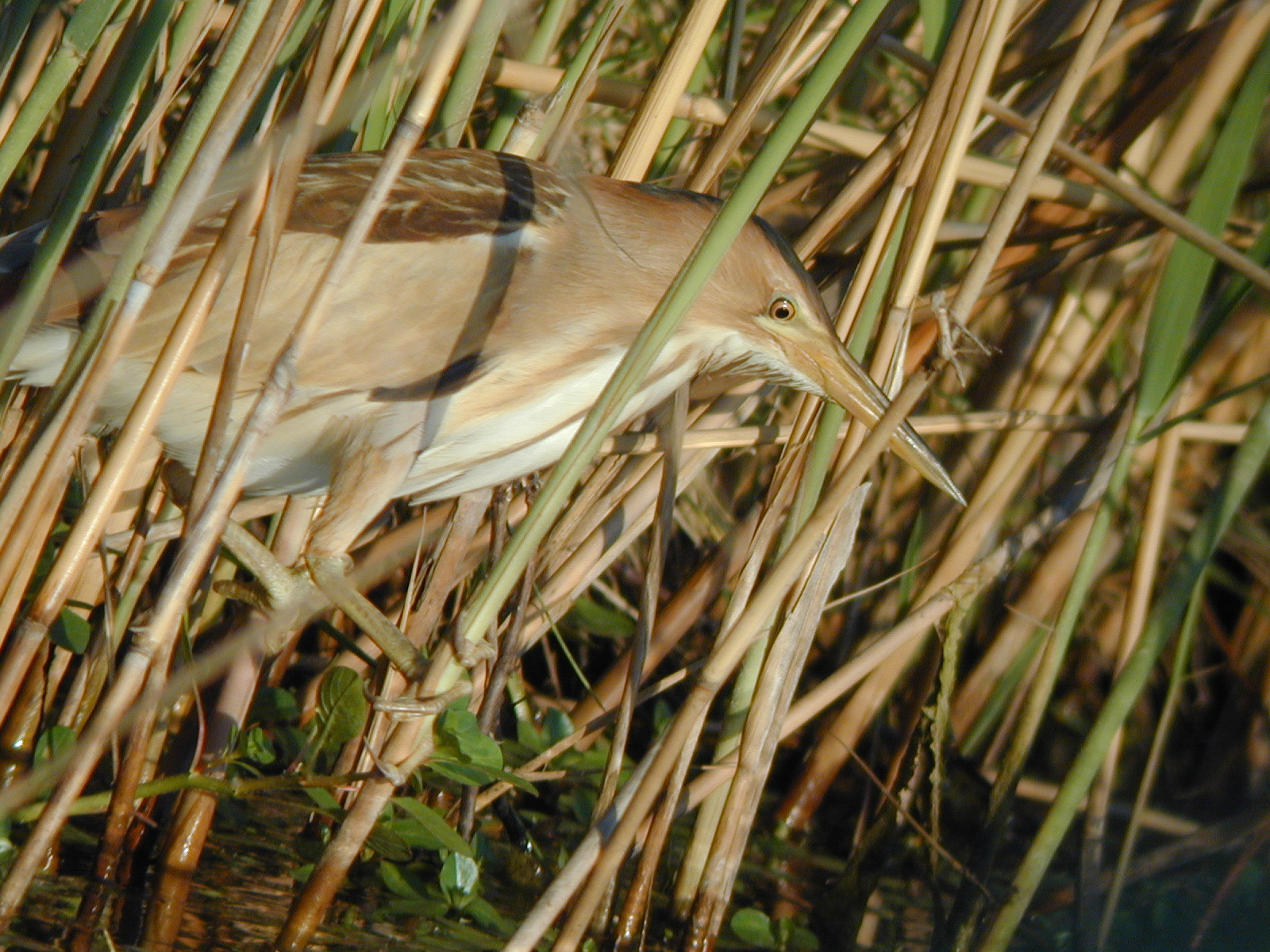 Little Bittern illustration