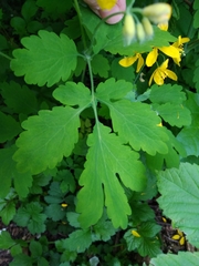 Chelidonium majus