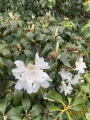 Rhododendron minus