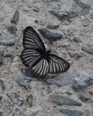 Aldania raddei