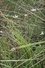 Brachyscome graminea