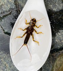 Hesperoperla pacifica