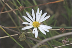 Brachyscome graminea
