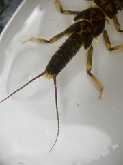 Hesperoperla pacifica