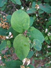 Lonicera tatarica
