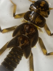 Hesperoperla pacifica