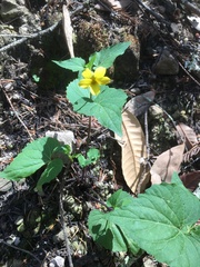 Viola lobata integrifolia