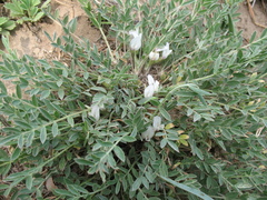 Astragalus scaberrimus