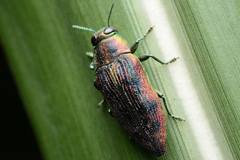 Lamprodila cupreosplendens kerremansi