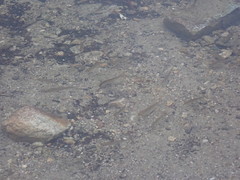 Mylocheilus caurinus