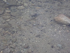 Mylocheilus caurinus